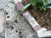 Cruise 193 Hemingway cat/kitten footprints in walkway