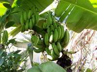 Cruise 207 banana tree