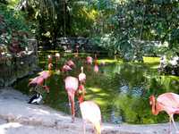 Cruise 271 flamingo pond