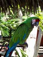 Cruise 275 green parrot