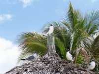 Cruise 329 Seagulls