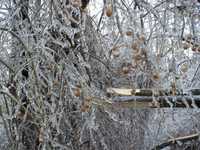 Ice Storm Jan. 2009 008.jpg