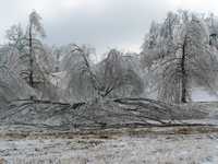 Ice Storm Jan. 2009 013.jpg