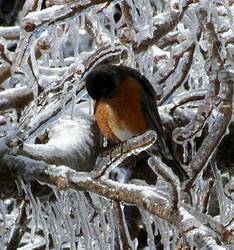 Highlight for album: Ice Storm in Northwest Arkansas, January, 2009