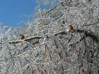 Ice Storm Jan. 2009 017.jpg