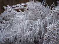 Ice Storm Jan. 2009 024.jpg