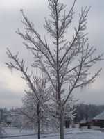 Ice Storm Jan. 2009 025.jpg