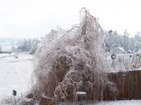 Ice Storm Jan. 2009 027.jpg