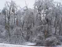 Ice Storm Jan. 2009 028.jpg