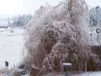 Ice Storm Jan. 2009 032.jpg