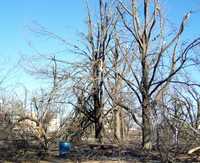 Ice Storm Jan. 2009 041.jpg 2.jpg